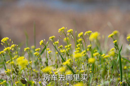 北京哪里賣房車,北京國際露營公園可以買房車也可以露營