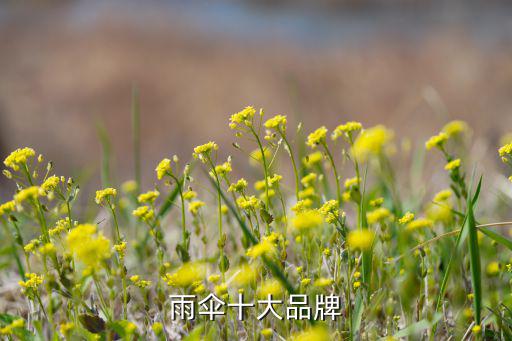 雨傘十大品牌